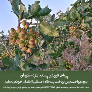 خرید پسته تازه
