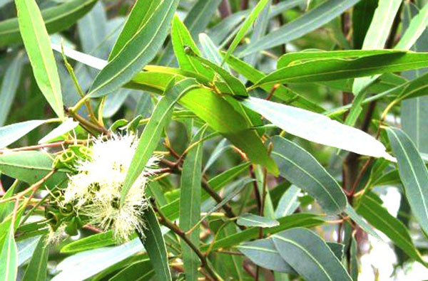 خرید روغن اکالیپتوس