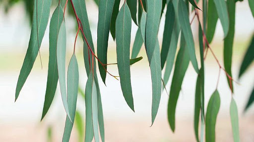 unnamed روغن اکالیپتوس