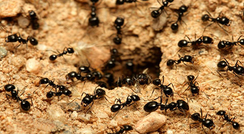 moor خرید روغن مورچه